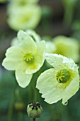 PAPAVER NUDICAULE MOONDANCE