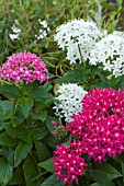 PENTAS LANCEOLATA NEW LOOK MIXED