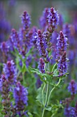 SALVIA NEMOROSA OSTFRIESLAND (EAST FRIESLAND)