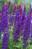 SALVIA NEMOROSA SENSATION BLUE