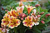 ALSTROEMERIA PRINCESS SARA (STAPRISARA)