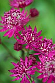 ASTRANTIA RUBY WEDDING