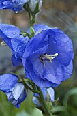 CAMPANULA PERSICIFOLIA BLUE BLOOMERS