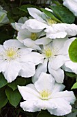 CLEMATIS MARIE BOISSELOT