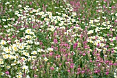 ONOBRYCHIS VICIFOLIA & CHRYSANTHEMUM LEUCANTHEMUM