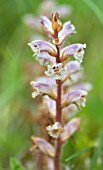 OROBANCHE MINOR