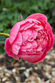 PAEONIA CORAL CHARM