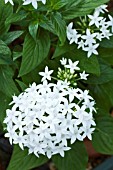 PENTAS LANCEOLATA NEW LOOK WHITE