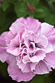 PETUNIA TUMBALINA ANGEL