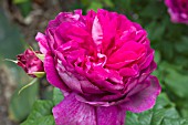 ROSA MADAME ISAAC PEREIRE