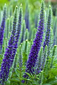 VERONICA SPICATA GLORY (ROYAL CANDLES)