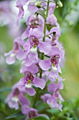 ANGELONIA SERATA MIXTURE