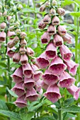 DIGITALIS X METRONENSIS