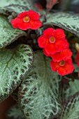 EPISCIA SAN MIGUEL