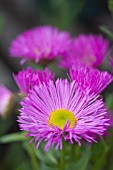 ERIGERON PYRENAICUS ROSE JEWEL