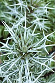 ERYNGIUM VARIFOLIUM