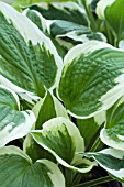 HOSTA PATRIOT