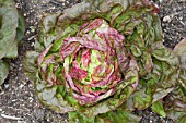 LACTUCA SATIVA YUGOSLAVIAN RED