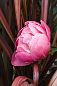 PAEONIA CORAL CHARM & PHORMIUM FLAMINGO