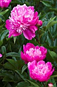 PAEONIA MAGIC ORB