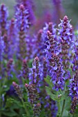 SALVIA NEMOROSA OSTFRIESLAND (EAST FRIESLAND)