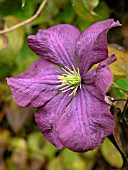 CLEMATIS ETOILE VIOLETTE