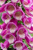 DIGITALIS PURPUREUS CAMELOT ROSE