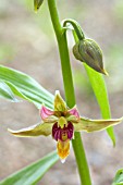 EPIPACTIS GIGANTEA