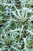 ERYNGIUM VARIFOLIUM