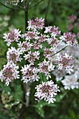 HERACLEUM SPHONDYLIUM PINK FORM