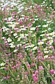 ONOBRYCHIS VICIFOLIA & CHRYSANTHEMUM LEUCANTHEMUM