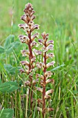 OROBANCHE MINOR