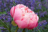 PAEONIA CORAL CHARM