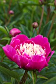 PAEONIA HER MAJESTY