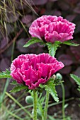 PAPAVER ORIENTALIS PATTYS PLUM