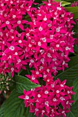 PENTAS LANCEOLATA NEW LOOK RED