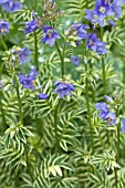 POLEMONIUM BRISE DANJOU (BLANJOU)