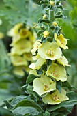 VERBASCUM PRIMROSE PATH