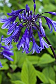 AGAPANTHUS LOCH HOPE