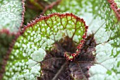 BEGONIA ESCARGOT