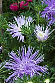 CALLISTEPHUS CHINENSIS SPIDER CHRYSANTHEMUM