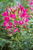 CLEOME ROSE QUEEN