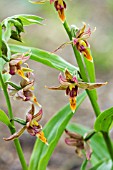 EPIPACTIS GIGANTEA