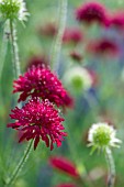 KNAUTIA MACEDONICA