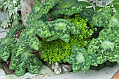 PODOPHYLLUM VERSIPELLE SPOTTY DOG