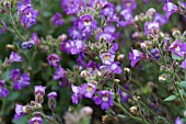 SCUTELLARIA INTEGRIFOLIA