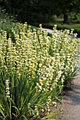 SISYRINCHIUM STRIATUM