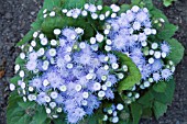 AGERATUM BLUE HAWAII