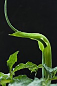 ARISAEMA TORTUOSUM