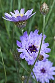 CATANANCHE CAERULEA